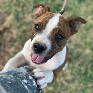 Meet your Posher, Josh